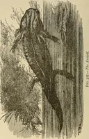 An illustration from Discoveries and inventions of the nineteenth century (1905)