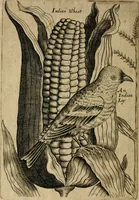 Picture 2 of 8 from The discovery of Nevv Brittaine : began August 27, Anno Dom. 1650 (1651), leaf 15