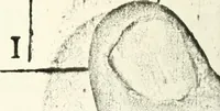 An illustration from The discovery of a world in the moone (1638)