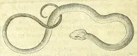 An illustration from Discursus medico-philosophicus de casu adolescentis cujusdam Argentoratensis mirabili : (1617)