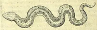 An illustration from Discursus medico-philosophicus de casu adolescentis cujusdam Argentoratensis mirabili : (1617)
