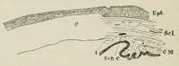 Picture 6 of 18 from Diseases of the eye. (1890), leaf 122