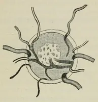 An illustration from Diseases of the eye. (1890)