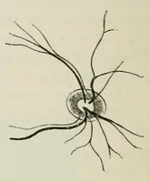 An illustration from Diseases of the eye. (1890)