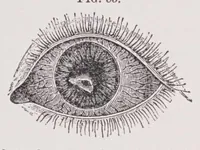 An illustration from Diseases of the eye (1900)