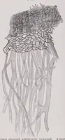 Picture 7 of 13 from Diseases of the eye (1900), leaf 224