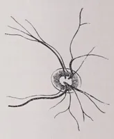 An illustration from Diseases of the eye (1900)