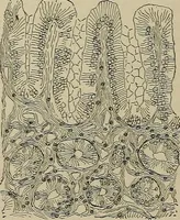 An illustration from Diseases of the stomach : a text-book for practitioners and students (1906)