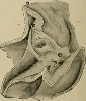 An illustration from Diseases of the stomach : a text-book for practitioners and students (1906)