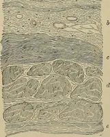An illustration from Diseases of the stomach : a text-book for practitioners and students (1906)