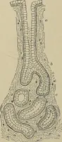 An illustration from Diseases of the stomach : a text-book for practitioners and students (1906)