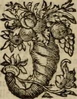 An illustration from A dispute against the English-Popish ceremonies, obtruded upon the Church of Scotland : wherein not only our own arguments against the same are strongly confirmed, but likewise the answers and defences of our opposites, such as Hooker, Mortoune, Burges, Sprint, Paybody, Andrewes, Saravia, Tilen, Spotswood, Lindsey, Forbesse, &c. particularly confuted (1637)