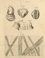 An illustration from Dissertatio epistolica de bombyce .. (1669)
