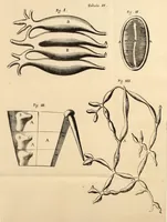 An illustration from Dissertatio epistolica de bombyce .. (1669)
