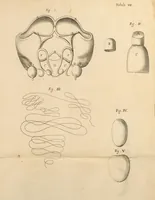 Picture 8 of 12 from Dissertatio epistolica de bombyce .. (1669), leaf 141