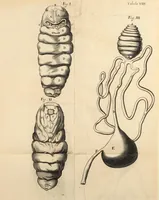 An illustration from Dissertatio epistolica de bombyce .. (1669)