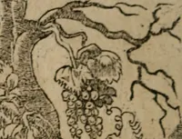 An illustration from Diuerse imprese accommodate a diuerse moralità : con versi che i loro significati dichiarano (1549)