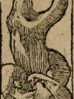 An illustration from Diuerse imprese accommodate a diuerse moralità : con versi che i loro significati dichiarano (1549)