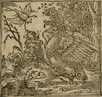 Picture 243 of 310 from Diuerse imprese accommodate a diuerse moralità : con versi che i loro significati dichiarano (1549), leaf 114