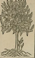 An illustration from Diuerse imprese accommodate a diuerse moralità : con versi che i loro significati dichiarano (1549)