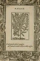 An illustration from Diuerse imprese accommodate a diuerse moralità : con versi che i loro significati dichiarano (1549)