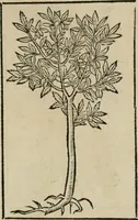 An illustration from Diuerse imprese accommodate a diuerse moralità : con versi che i loro significati dichiarano (1549)