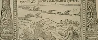 An illustration from Diuerse imprese accommodate a diuerse moralità : con versi che i loro significati dichiarano (1549)