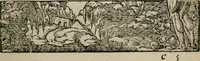 An illustration from Diuerse imprese accommodate a diuerse moralità : con versi che i loro significati dichiarano (1549)