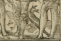 An illustration from Diuerse imprese accommodate a diuerse moralità : con versi che i loro significati dichiarano (1549)
