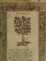 Picture 334 of 345 from Diverse imprese accommodate a diuerse moralità, con versi che i loro significati dichiarano insieme con molte altre nella lingua italiana non piu tradotte (1564), leaf 188