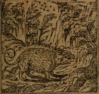 An illustration from Diverse imprese accommodate a diuerse moralità, con versi che i loro significati dichiarano insieme con molte altre nella lingua italiana non piu tradotte (1564)