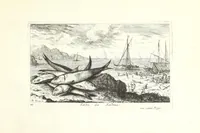 Picture 4 of 30 from Diuerses especes de poissons de mer (1664), leaf 11