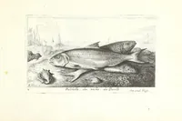 An illustration from Diuerses especes de poissons de mer (1664)
