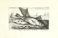 Picture 6 of 30 from Diuerses especes de poissons de mer (1664), leaf 15