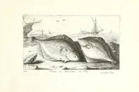 Picture 7 of 30 from Diuerses especes de poissons de mer (1664), leaf 17