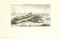 Picture 8 of 30 from Diuerses especes de poissons de mer (1664), leaf 19