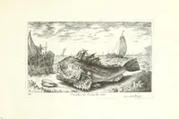 Picture 10 of 30 from Diuerses especes de poissons de mer (1664), leaf 25