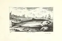 Picture 11 of 30 from Diuerses especes de poissons de mer (1664), leaf 27