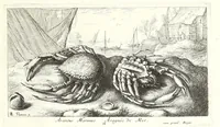 Picture 13 of 30 from Diuerses especes de poissons de mer (1664), leaf 31