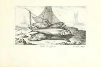 Picture 15 of 30 from Diuerses especes de poissons de mer (1664), leaf 35