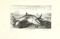 Picture 17 of 30 from Diuerses especes de poissons de mer (1664), leaf 41