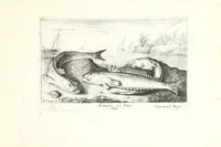 Picture 18 of 30 from Diuerses especes de poissons de mer (1664), leaf 43
