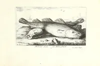 Picture 20 of 30 from Diuerses especes de poissons de mer (1664), leaf 47