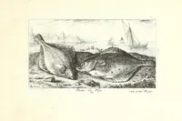 Picture 21 of 30 from Diuerses especes de poissons de mer (1664), leaf 49