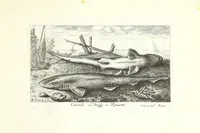 Picture 22 of 30 from Diuerses especes de poissons de mer (1664), leaf 51