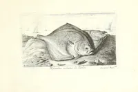 Picture 24 of 30 from Diuerses especes de poissons de mer (1664), leaf 57