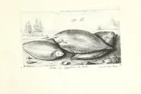 Picture 25 of 30 from Diuerses especes de poissons de mer (1664), leaf 61