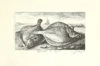 Picture 26 of 30 from Diuerses especes de poissons de mer (1664), leaf 63