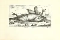 Picture 27 of 30 from Diuerses especes de poissons de mer (1664), leaf 65