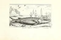 Picture 29 of 30 from Diuerses especes de poissons de mer (1664), leaf 69